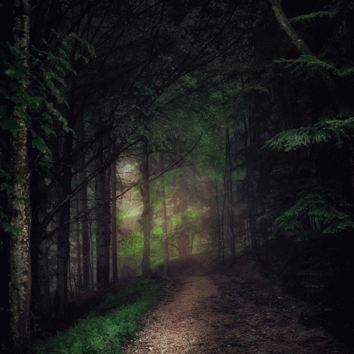 Mountain Hermit : Una Faccia, una Razza